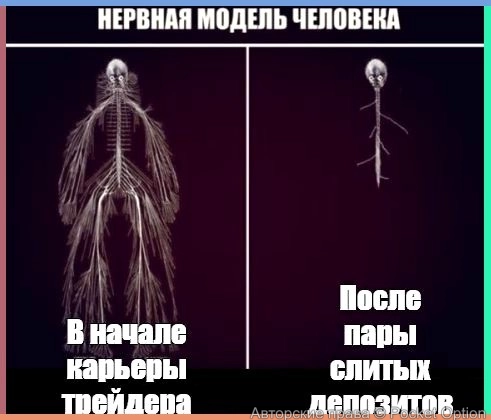nerv